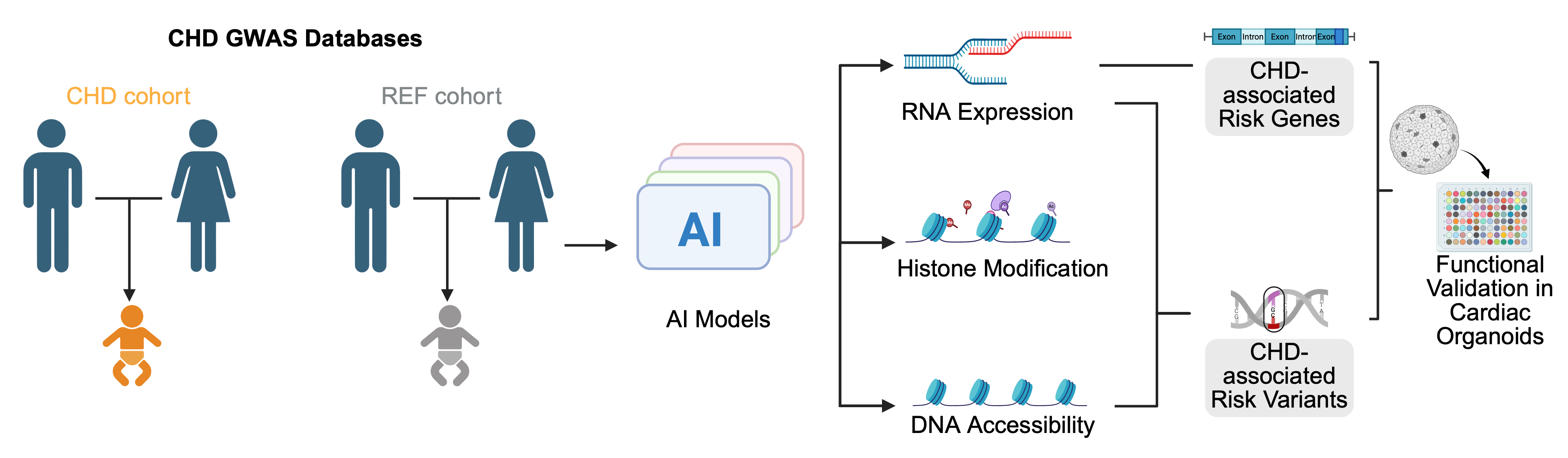 AI-assisted congenital heart disease genetics workflow