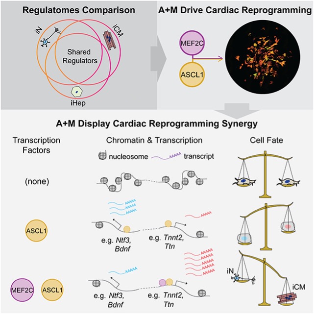 A+M minimal cardiac reprogramming schematic