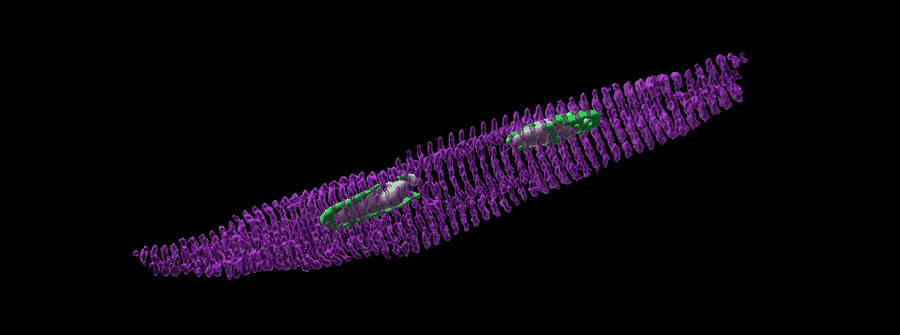 GFP-positive postnatal heart z-stack animation
