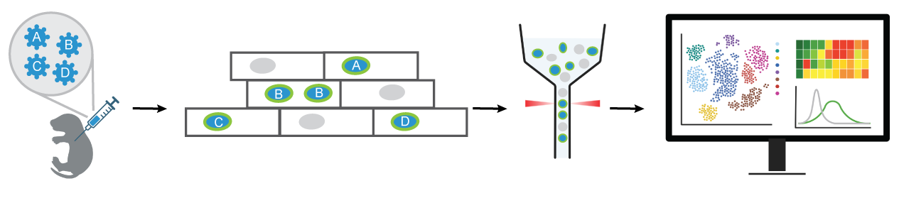 PIP-seq in vivo functional genomics scheme